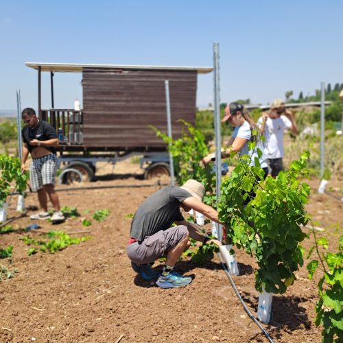שתילת עצים בחווה